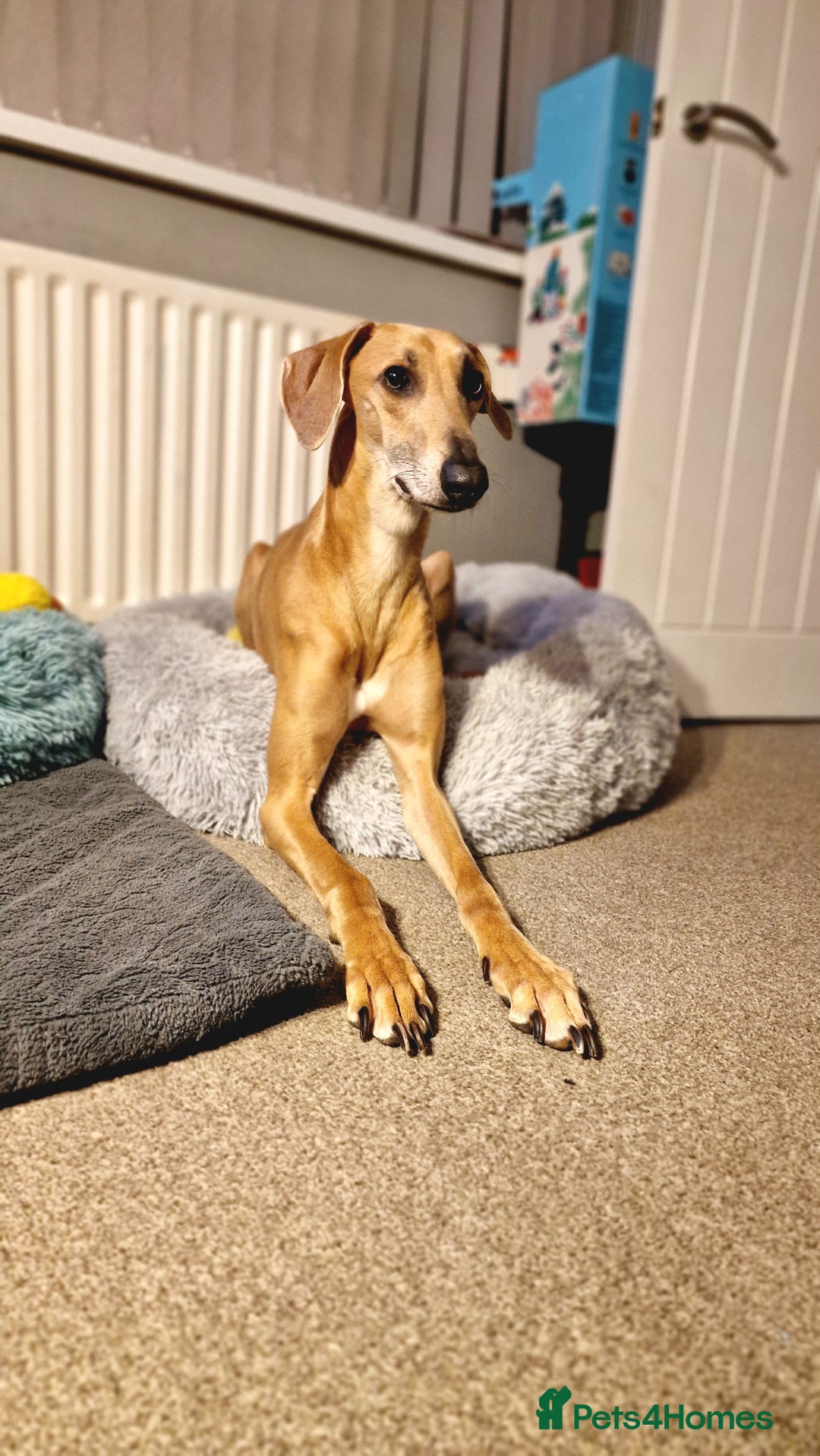 Mixed Breed dogs for sale: Saluki Greyhound Whippet.  - Advert 10