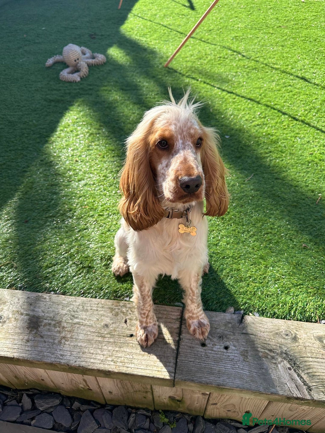 Cocker Spaniel dogs for stud: KC REGISTERED ORANGE ROAN SHOW COCKER SPANIEL STUD in Barnsley - Advert 8