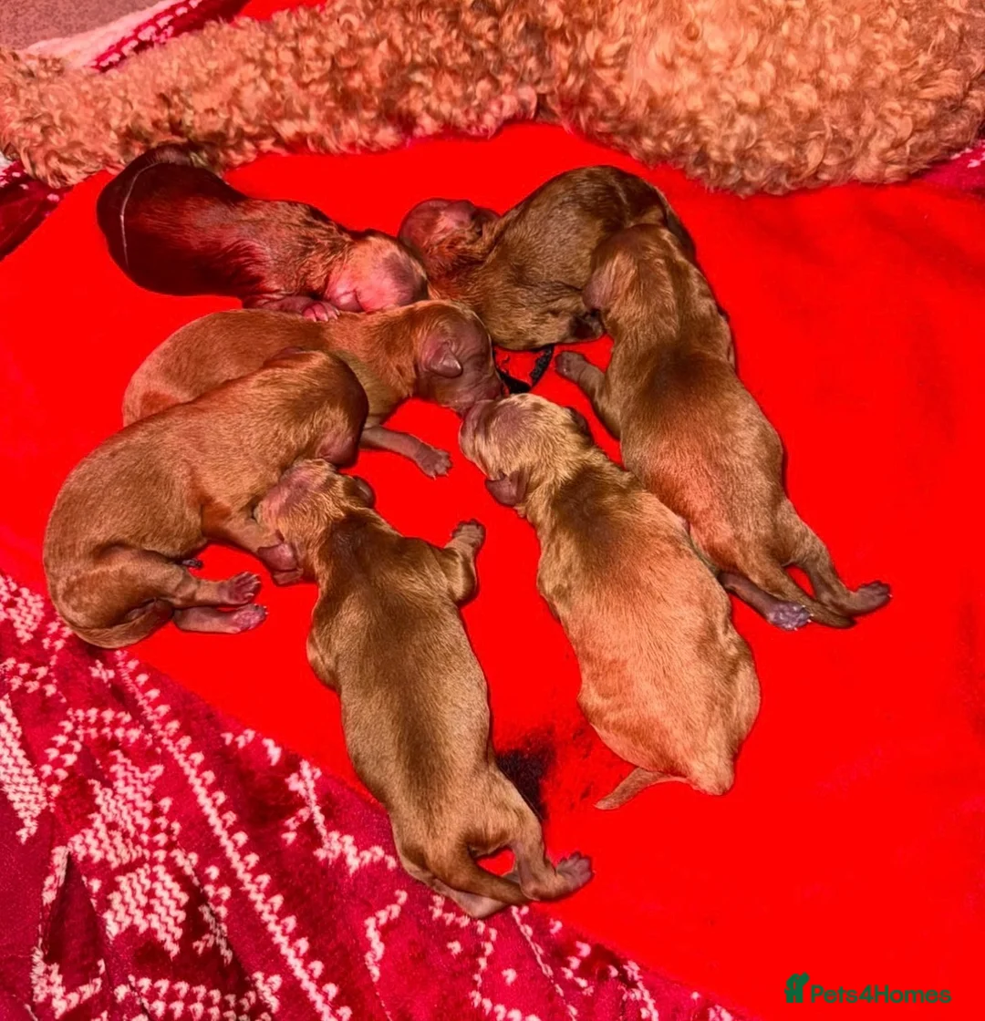 Cockapoo dogs for sale: Neddy x Cali beautiful litter of F1B Cockapoo’s - Advert 4