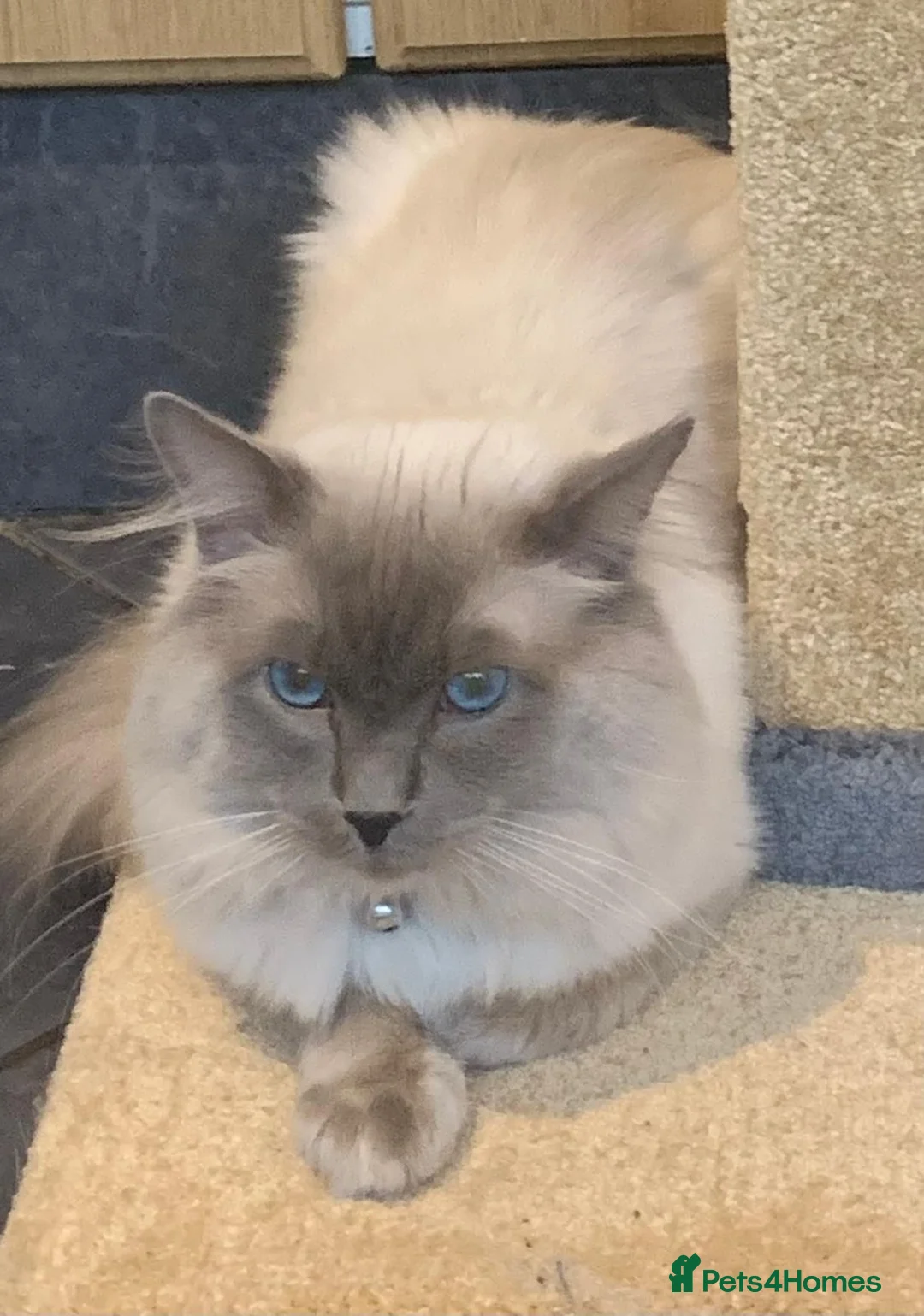 Ragdoll cats for sale: Ragdoll kittens - Advert 16