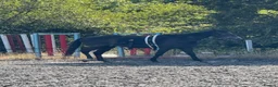 English Thoroughbred horses for sale: Thoroughbred in Southampton - Advert 3