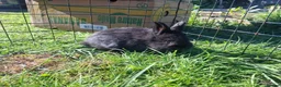 Mixed Breed rabbits for sale: Friendly dwarf-mix bunnies - Advert 3