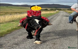 Welsh Section B horses for sale: Welsh pony for sale  - Image 7