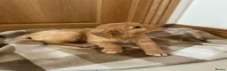 Goldador dogs for sale:  ♥️Gorgeous Puppies Ready For Walks ♥️ - Advert 22