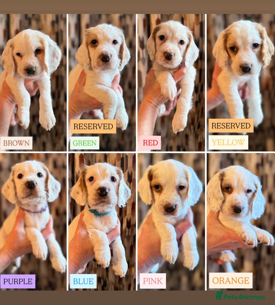 Cocker Spaniel dogs Cocker Spaniel Puppies - Advert 4