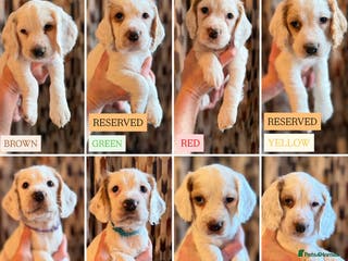 Cocker Spaniel dogs Cocker Spaniel Puppies - Advert 4