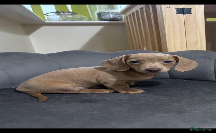 Miniature Dachshund dogs - Advert 6