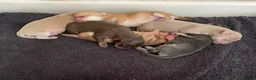 Chihuahua dogs for sale: Pure bred tiny chihuahua puppies  - Advert 11