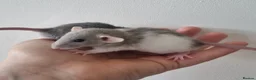 Rat rodents for sale: Dwarf Rats - Advert 5