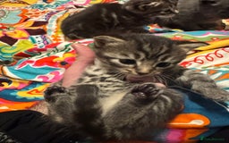Mixed Breed cats for sale: 3 boys 3 girls  - Image 5