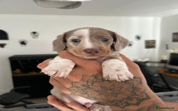 Miniature Dachshund dogs for sale: Beautiful champion miniature dachshunds - Image 9