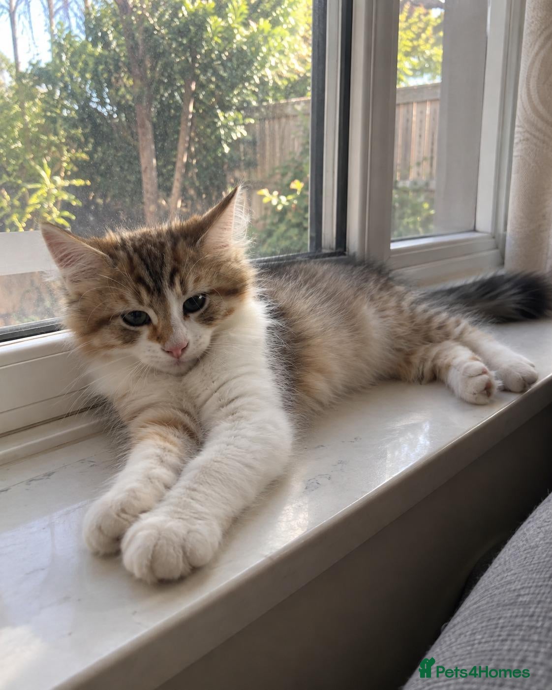 Siberian cats Gorgeous Siberian kitten waiting for you🌞. - Advert 11