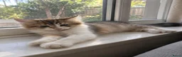 Siberian cats for sale: Gorgeous Siberian kitten waiting for you🌞. - Advert 9