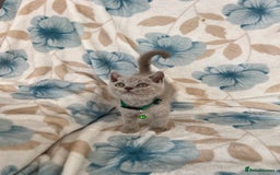 British Shorthair cats for sale: **REDUCED!!** PURE BREED BRITISH SHORTHAIR KITTENS - Image 4