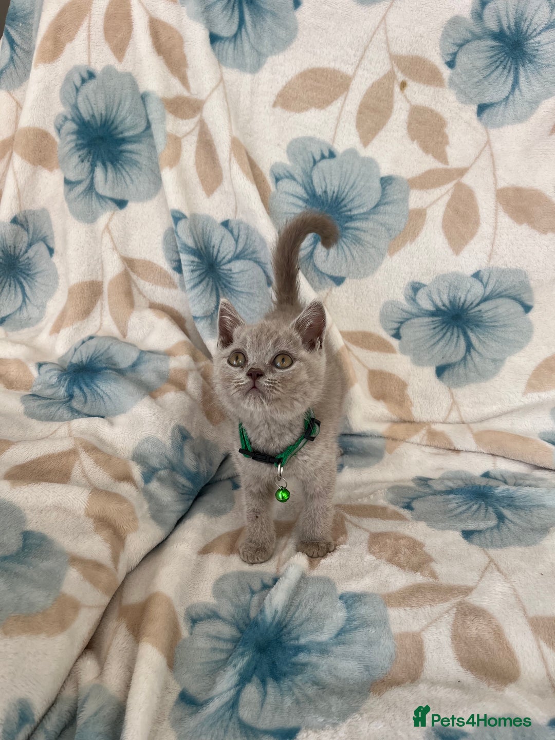 British Shorthair cats for sale: **REDUCED!!** PURE BREED BRITISH SHORTHAIR KITTENS - Image 4