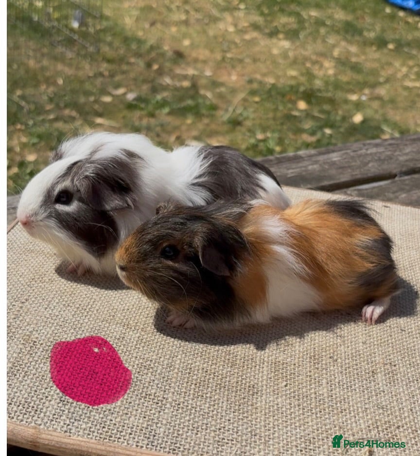 Guinea Pig rodents Beautiful baby guinea pigs. Golden, FUNKY, Swiss - Advert 2