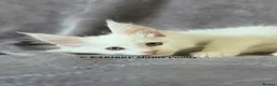 Maine Coon cats for sale: RARE Red Shaded, XL large TICA registerd  - Advert 16
