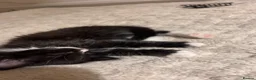 Mixed Breed cats for sale: 3 kittens 8 weeks old ready for forever homes  - Advert 5