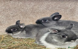 Netherland Dwarf rabbits for sale: Smoke Pearl Netherland Dwarfs all bucks  - Image 11
