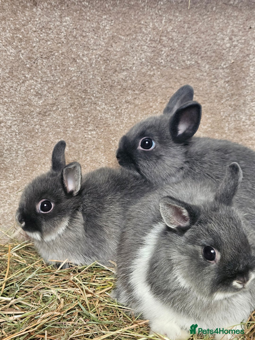 Netherland Dwarf rabbits for sale: Smoke Pearl Netherland Dwarfs all bucks  - Image 11