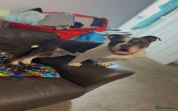 Old Tyme Bulldog dogs for sale: Bella bulldog  - Image 3