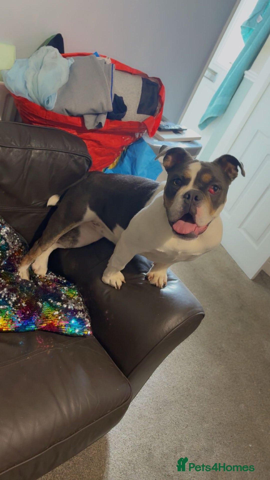 Old Tyme Bulldog dogs for sale: Bella bulldog  - Image 3