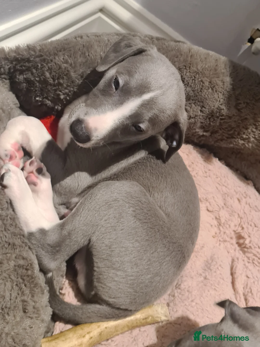 Whippet dogs for stud: 2 KC whippet for stud,both heart tested clear in Bishop Auckland - Advert 13