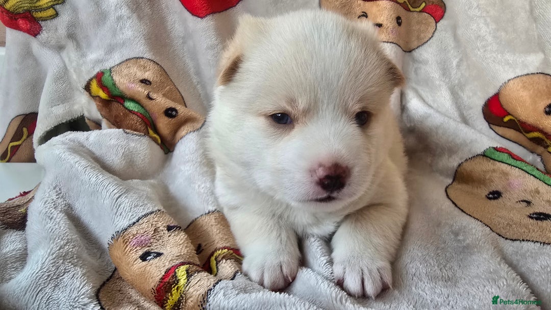 Pomsky dogs for sale: Pomsky Puppies for Sale - Advert 17