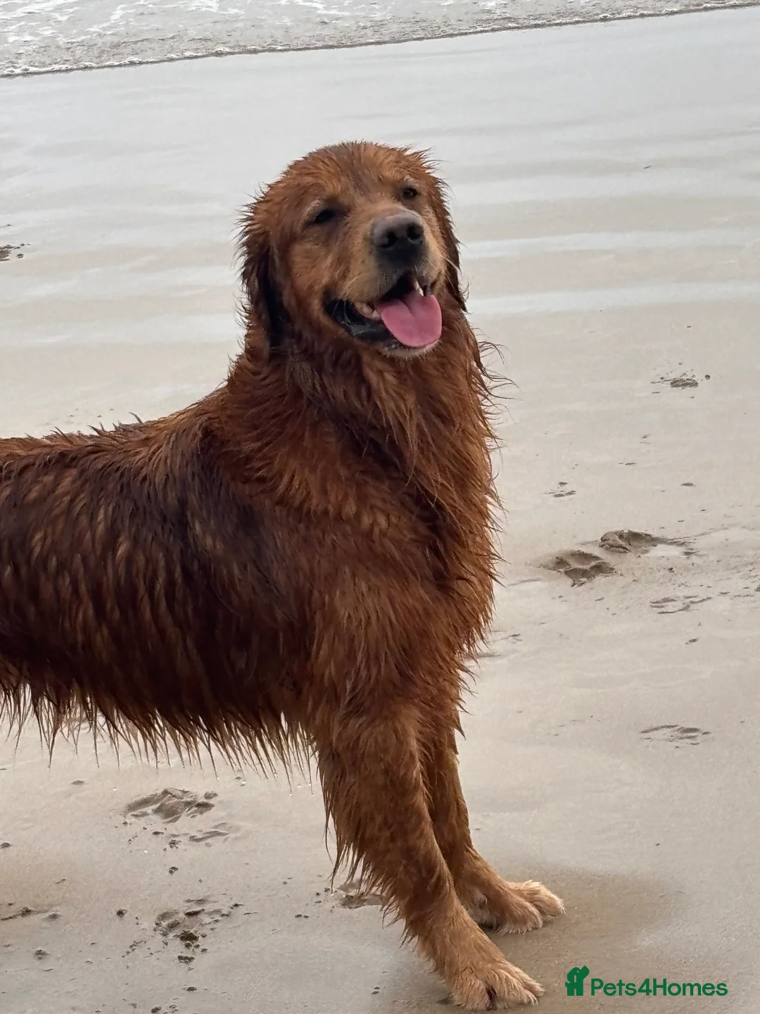 Golden Retriever dogs for sale: FOX RED PUPPIES Golden Retriever KC REG - Advert 7