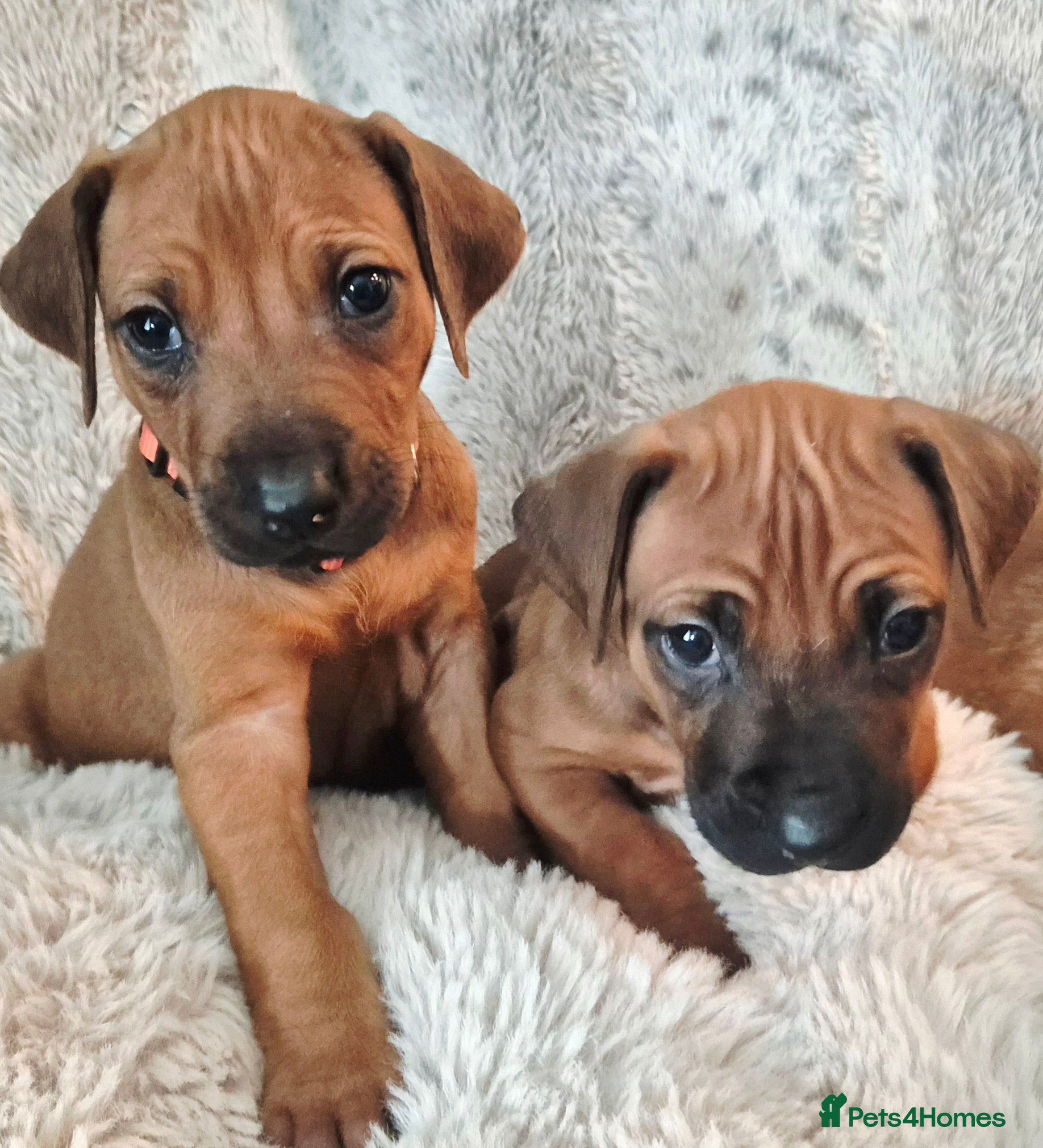 Rhodesian Ridgeback dogs BEAUTIFUL! RHODESIAN RIDGEBACK PUPS! Ready 7th may - Advert 1