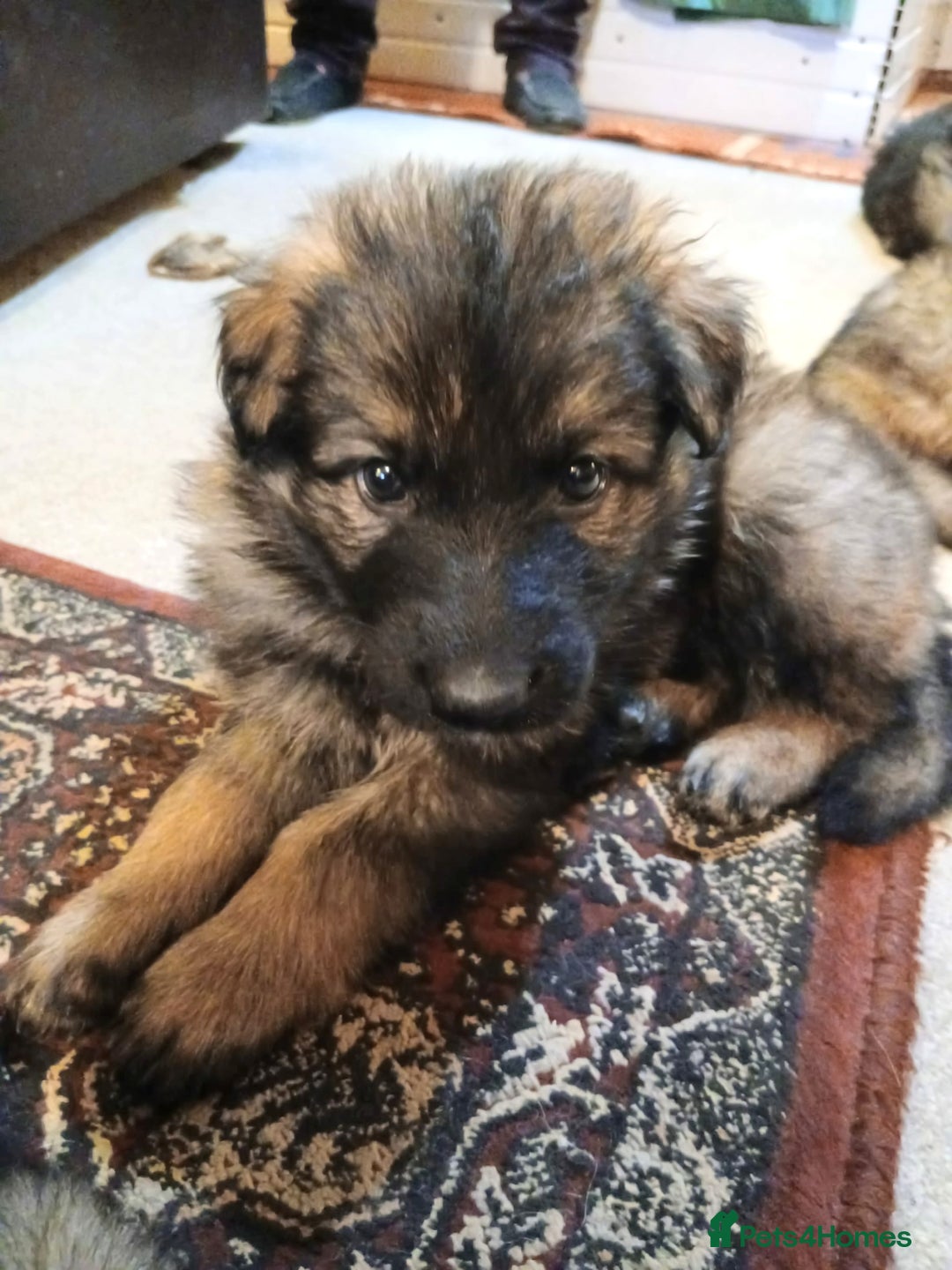 German Shepherd dogs for sale: Exceptional KC Health tested L/C Puppies  - Advert 5