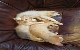 Mixed Breed cats for sale: Two ginger boys and one Flame point - Image 22