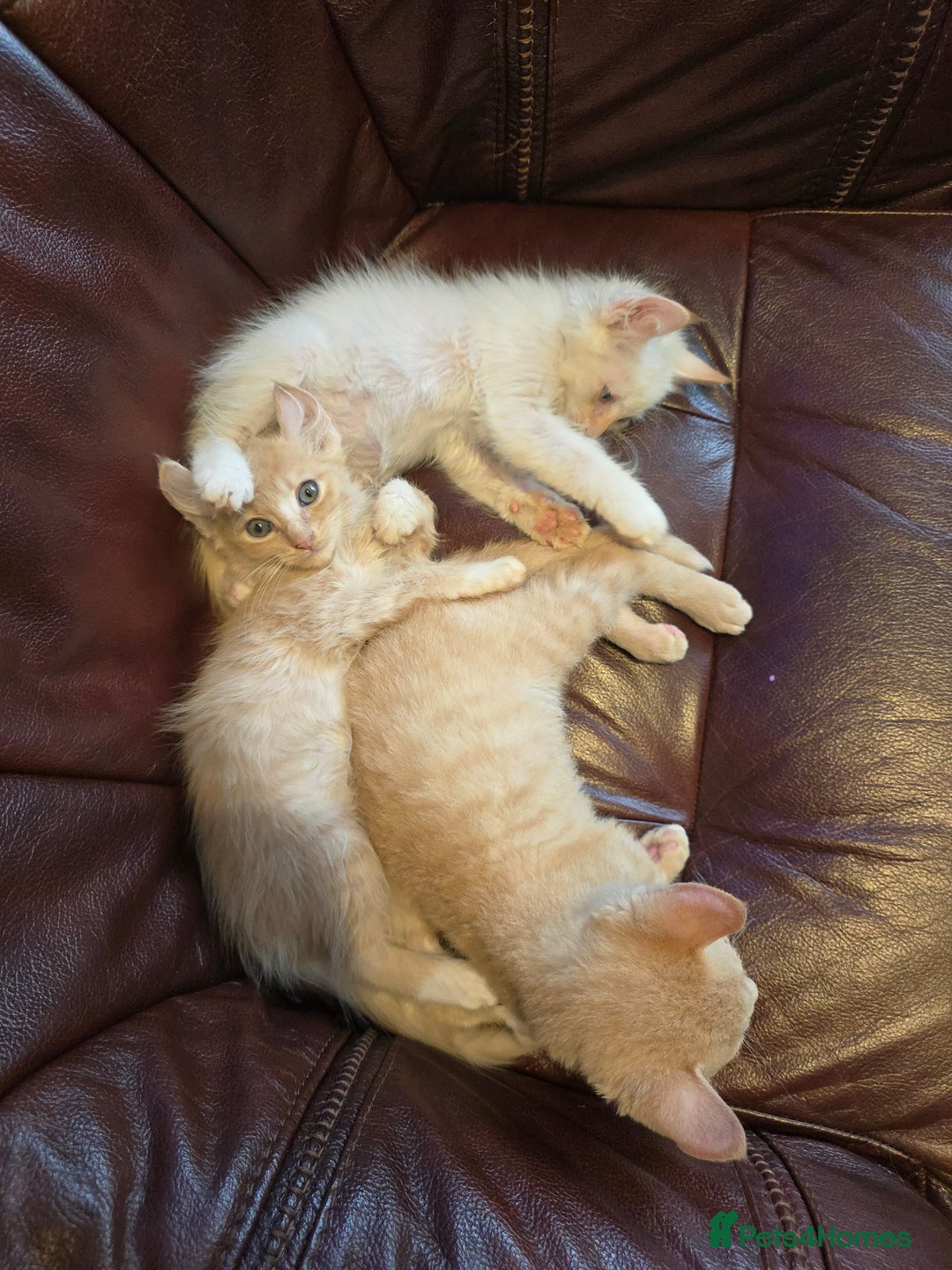 Mixed Breed cats for sale: Two ginger boys and one Flame point - Image 22