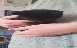 Mixed Breed cats for sale: Mixed breed kittens for sale  - Image 4