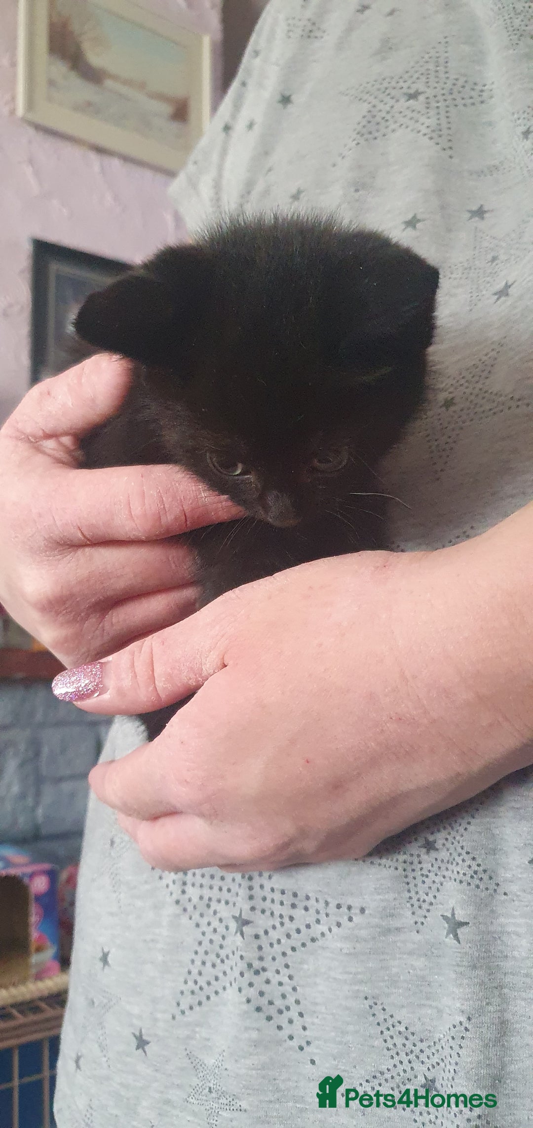 Mixed Breed cats for sale: Mixed breed kittens for sale  - Image 4