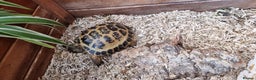 Tortoise reptiles for sale: 10 y old two Horsfield tortoises  - Advert 9