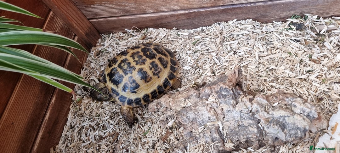 Tortoise reptiles for sale: 10 y old two Horsfield tortoises  - Advert 9