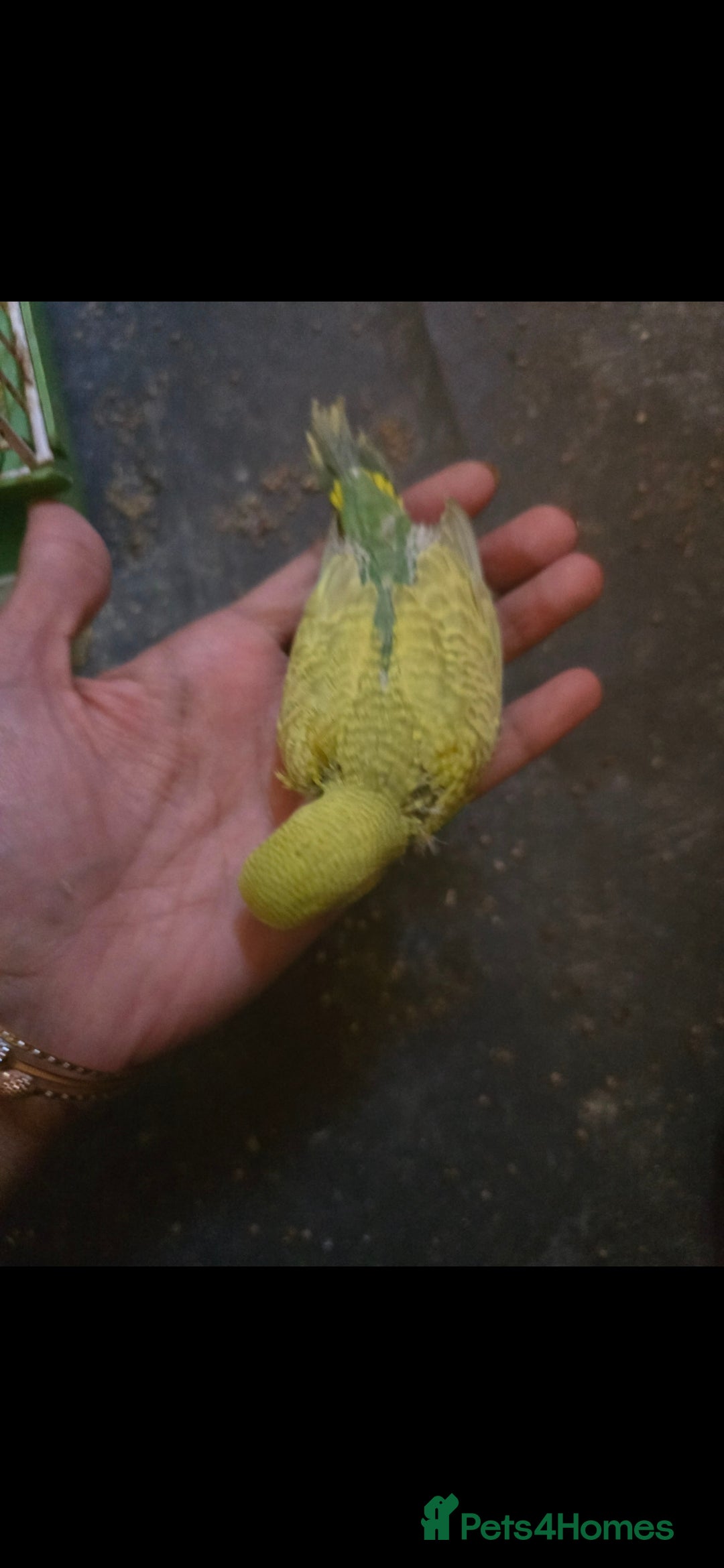 Budgerigars birds for sale: Tame baby budgies  - Image 4