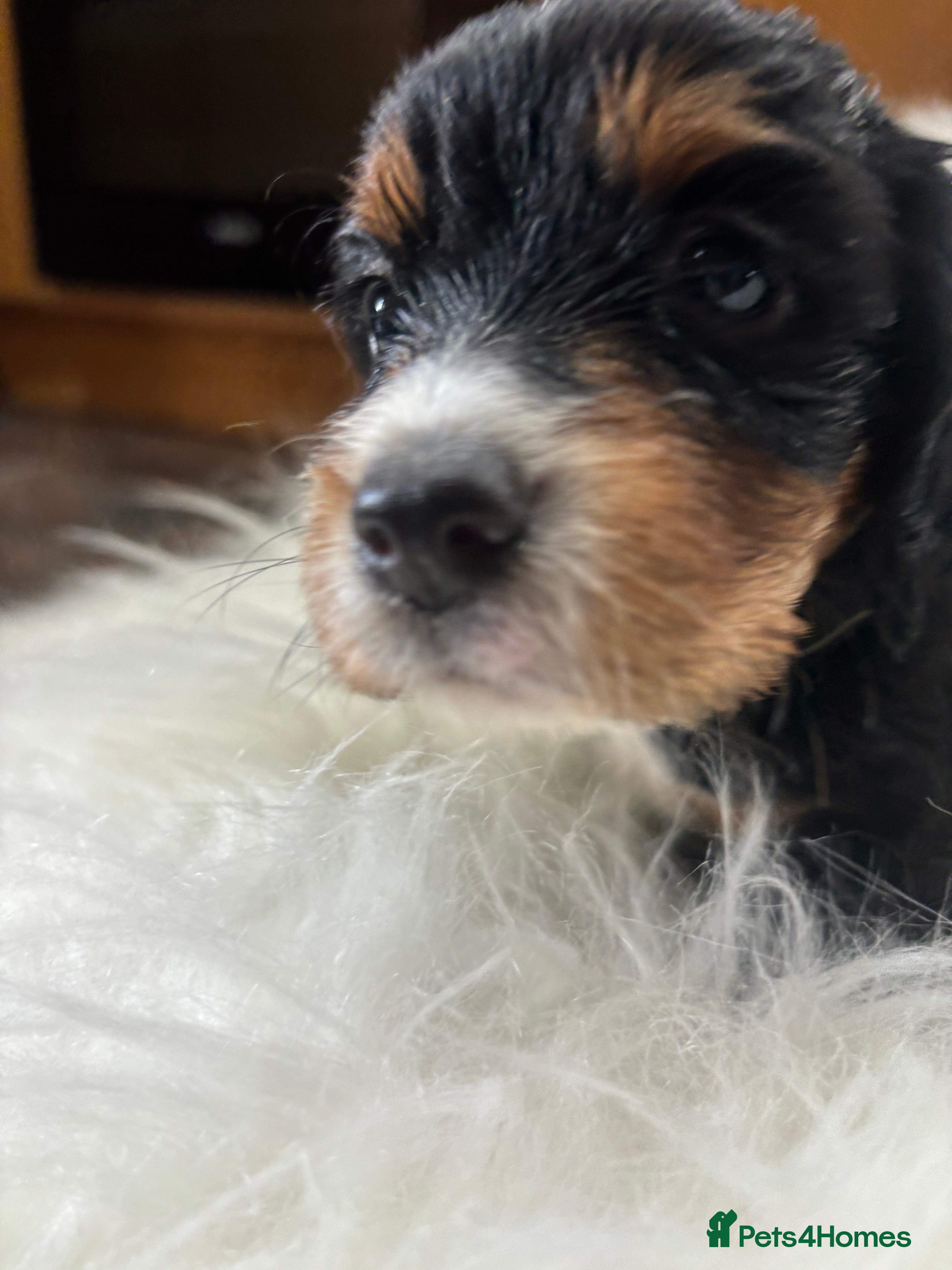 Cocker Spaniel dogs FIRST CLASS AMAZING PUPS  - Advert 1