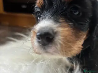 Cocker Spaniel dogs FIRST CLASS AMAZING PUPS - Advert 1