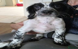 Cocker Spaniel dogs for sale: 4x Cocker Spaniel pups blue roan READY TO GO - Image 17