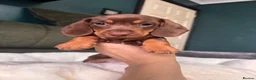 Miniature Dachshund dogs for sale: 6 cute miniature dachshund pupps available  - Advert 13