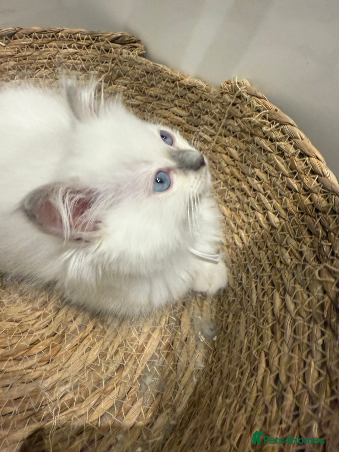 Ragdoll cats for sale: Beautiful litter of Ragdoll baby’s! 🐱🤍🐱 - Image 7