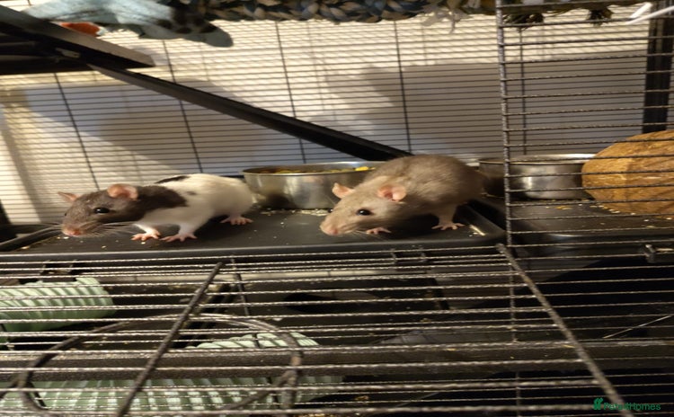 Rat rodents - Advert 8