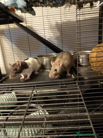 Rat rodents - Advert 2