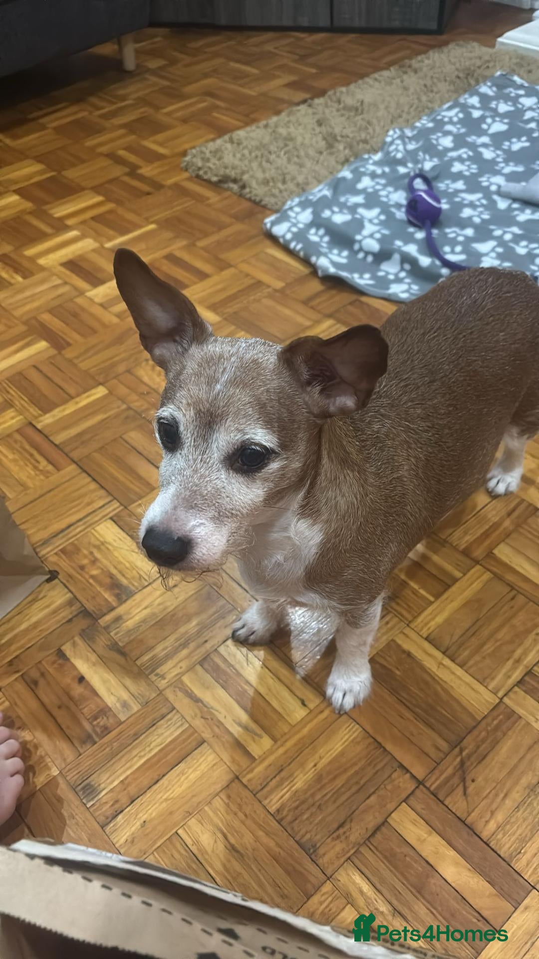 Mixed Breed dogs ❗URGENT:Foster in Hospital, New Foster Home Needed - Advert 2