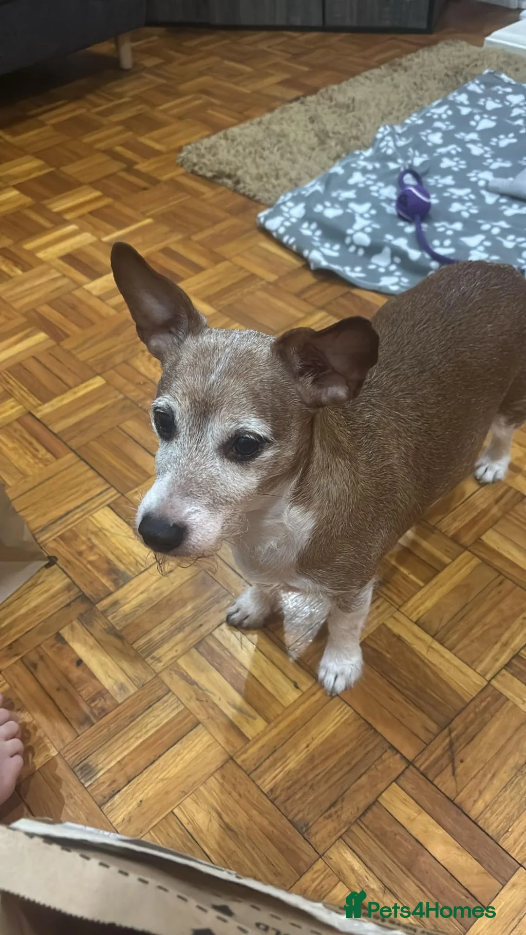 Mixed Breed dogs for adoption: ❗URGENT:Foster in Hospital, New Foster Home Needed in Bromyard - Advert 2