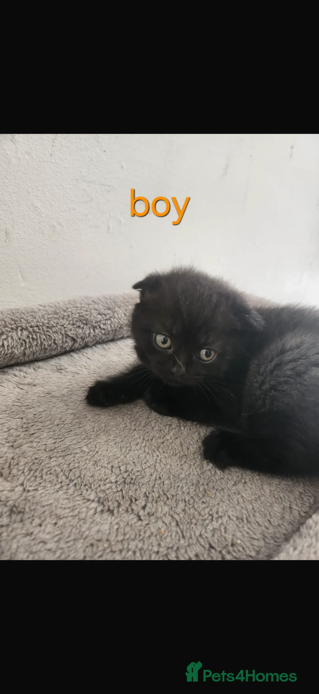Scottish Fold cats for sale: Scottish folds in Brentwood - Advert 2