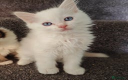 Ragdoll cats for sale: Ragdoll Kittens ready to go  - Image 1