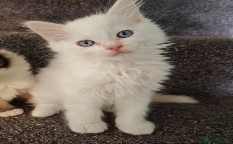 Ragdoll cats - Advert 2